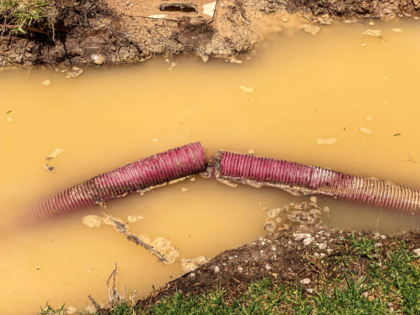 Best Carpet water damage restoration  in Mount Vernon, WA